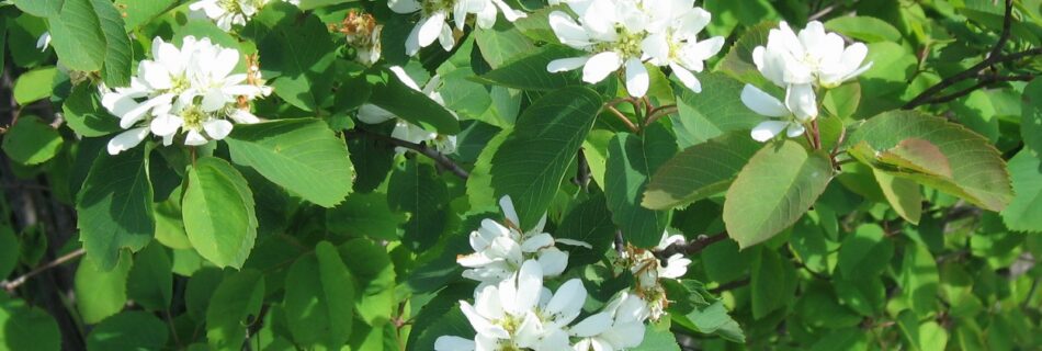 Amelanchier alnifolia, bärhäggmispel, By Meggar, CC BY-SA 3.0
