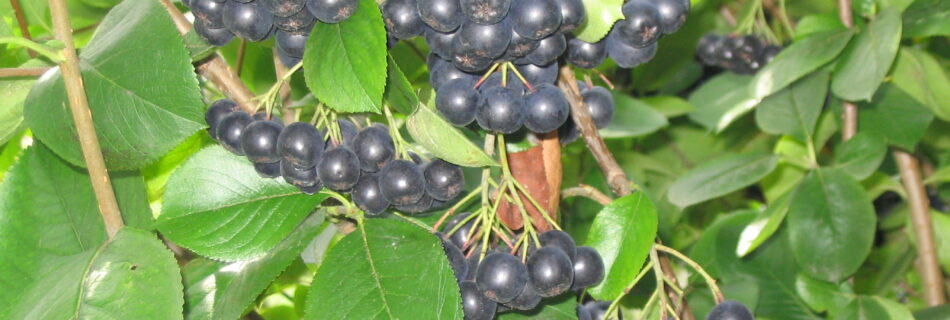 Aronia melanocarpa, svartaronia, CC BY-SA 3.0,