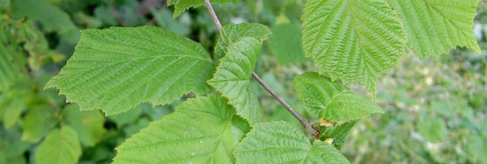Corylus avellana, hassel