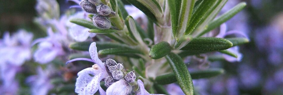 Bild: Salvia rosmarinus, rosmarin, By THOR – Flowering Rosemary, CC BY 2.0, Link