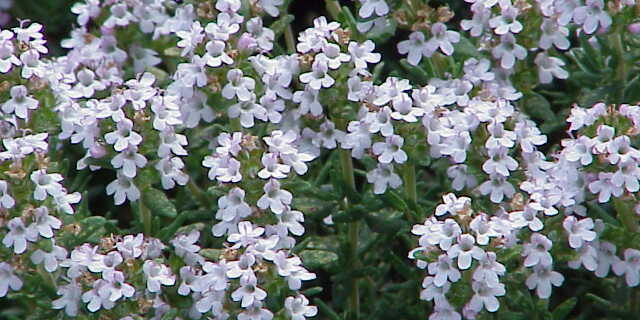 Thymus vulgaris, kryddtimjan