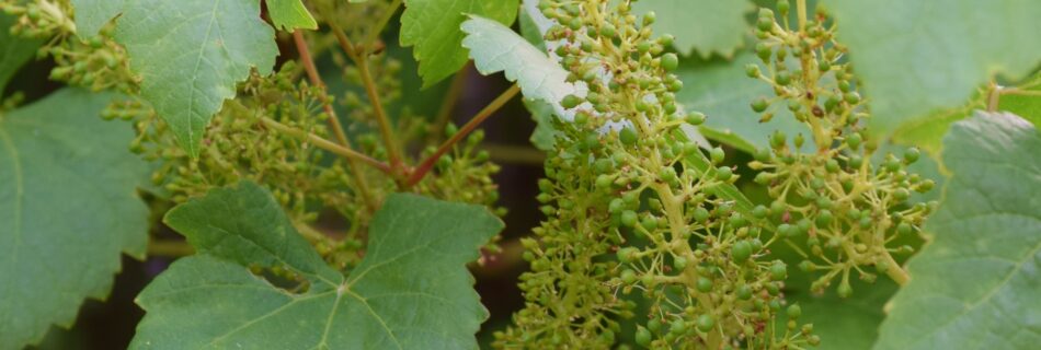 Vitis vinifera ’Dr. Schmidtmanns Sockerdruva’ från min trädgård