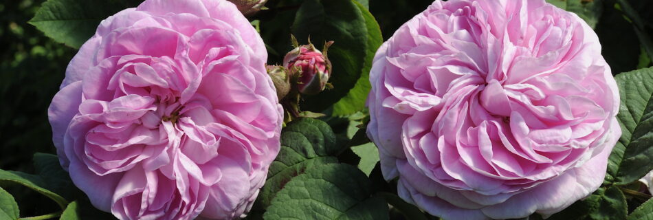 Rosen ’Strömsro’. Foto: Lars-Åke Gustavsson