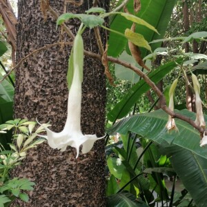 Änglabasun, Brugmansia x candida