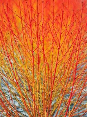 skogskornell Foto: <a rel="nofollow" class="external text" href="https://www.gardeningexpress.co.uk/s10816-cornus-sanguinea-midwinter-fire-winter-beauty-dogwood">Gardening Express</a>, England