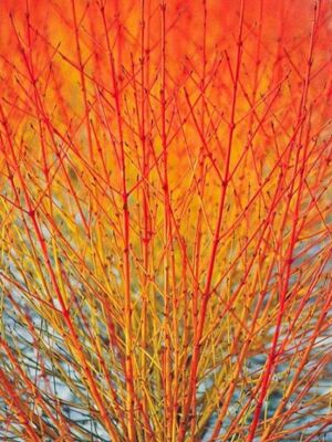 skogskornell Foto: <a rel="nofollow" class="external text" href="https://www.gardeningexpress.co.uk/s10816-cornus-sanguinea-midwinter-fire-winter-beauty-dogwood">Gardening Express</a>, England