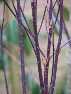 Vinterfägring Cornus alba ‘Kesselringii’